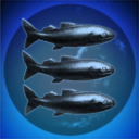 Three Wise Fish