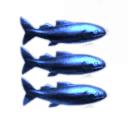 3 Blue Fish