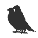 Adumbratus