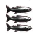Pomors