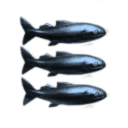 Shark bros