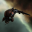 Ares Ares