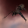 Scythe Fleet Issue Scythe Fleet Issue