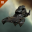 Proteus Proteus