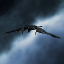 Dragonfly II icon