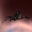 Probe Probe