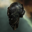 Federation Vexor